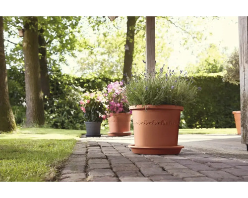 Blumentöpfe mit Pflanzen im Garten auf einem Steinweg