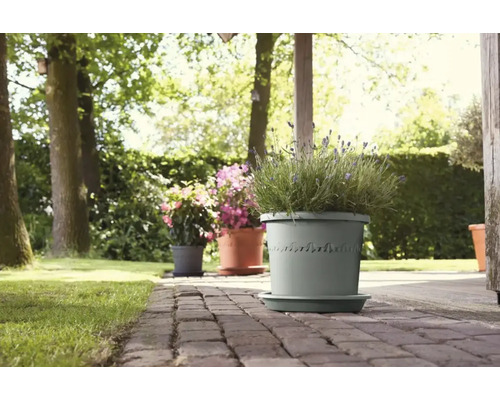 Pots de fleurs avec plantes sur une terrasse dans un jardin.