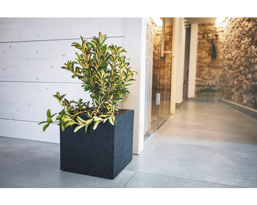 Pflanze in einem schwarzen, quadratischen Pflanzgefäß im Innenraum.