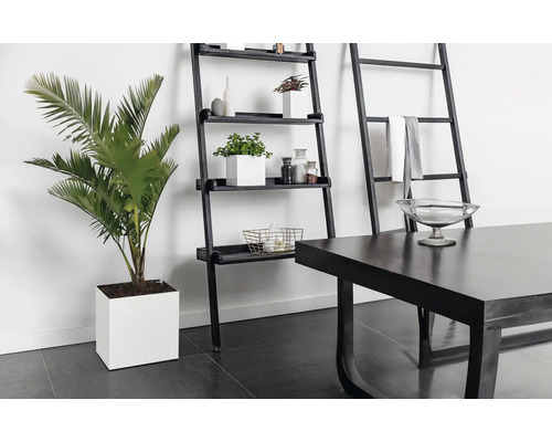 Vue d''une pièce avec une plante en pot, une étagère et une table