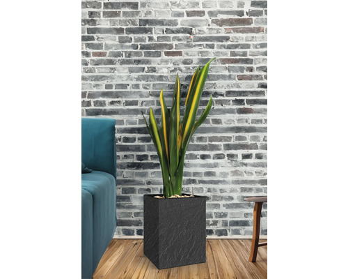 Zimmerpflanze in einem schwarzen Pflanzgefäß vor einer Ziegelwand