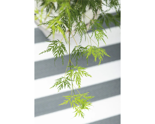 Hängender Fächerahorn mit filigranen Blättern