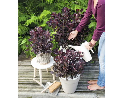 Scène avec sumac vinaigrier en pot dans le jardin, arrosé avec un arrosoir