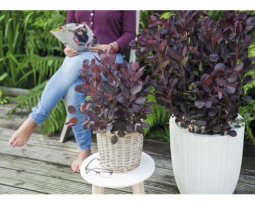 Sumac vinaigrier dans des pots sur une terrasse, une femme lit un magazine