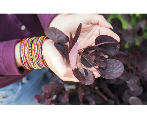 Gros plan d''une personne tenant un arbre à perruque dans ses mains