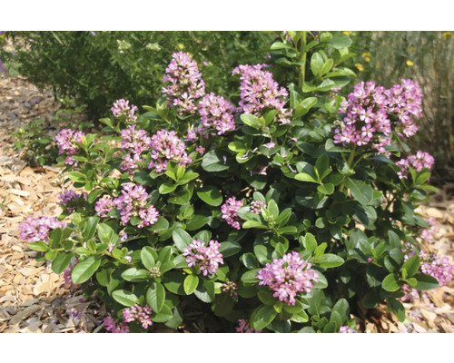 Blühender Zwergstrauch im Garten