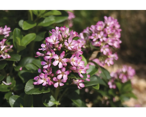 Gros plan de bruyères avec des fleurs