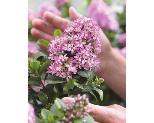 Nahaufnahme einer blühenden Heckenkirsche in einer Hand