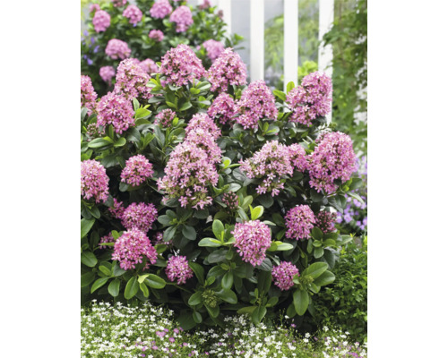 Nahaufnahme eines blühenden Zwerg-Hartriegelstrauchs im Garten.