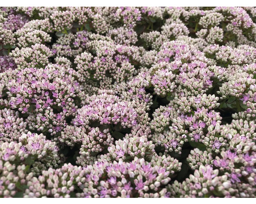 Nahaufnahme von Fetthenne Blüten