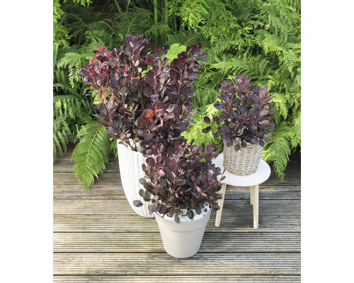 Trois arbres à perruque à feuilles rouges dans des pots sur une terrasse en bois devant des plantes vertes.