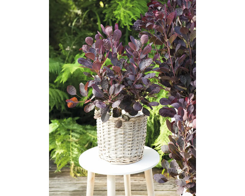 Arbre à perruque rouge dans un panier sur un tabouret