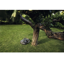 Robot tondeuse sur une pelouse à côté d''un arbre