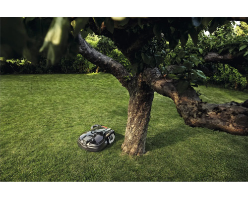 Rasenroboter auf einer Rasenfläche neben einem Baum