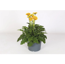 Gerbera Pflanze im Topf mit gelben Blüten