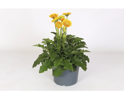 Gerbera Pflanze im Topf mit gelben Blüten