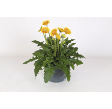 Gerbera Pflanze im Topf mit gelben Blüten