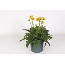 Gerbera Pflanze im Topf mit gelben Blüten