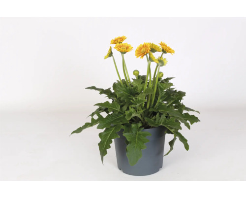 Gerbera Pflanze im Topf mit gelben Blüten