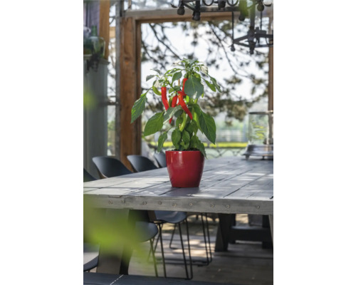 Chilipflanze im Topf auf einem Holztisch