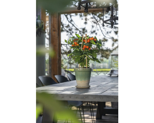 Tomatenpflanze im Topf auf einem Holztisch im Freien.