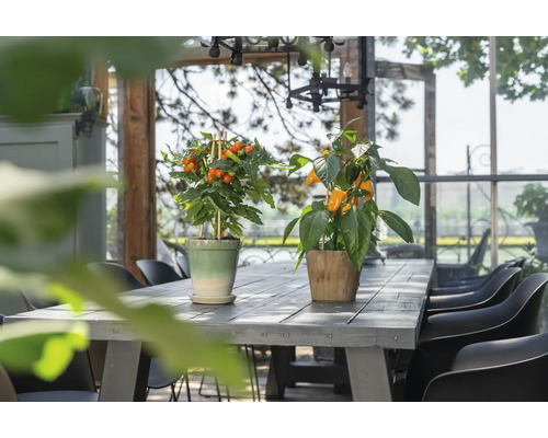 Zwei Topfpflanzen auf einem Tisch in einem hellen Raum.