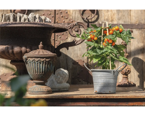 Arrangement mit Dekoration und Tomatenpflanze auf Holztisch