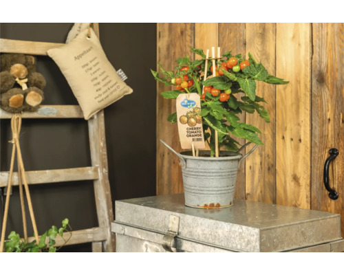 Kirschtomatenpflanze im Topf auf einem Schrank mit Holzleiter im Hintergrund