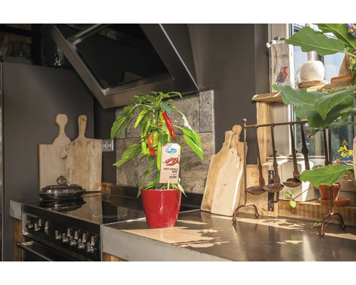 Chilipflanze in einem roten Topf in einer Küche.