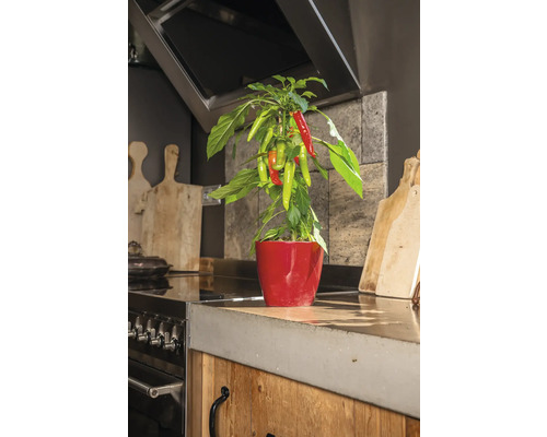 Chilipflanze in rotem Topf auf einer Küchentheke.