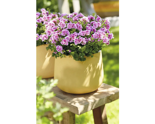 Géraniums en pot sur un tabouret en bois