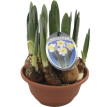 Narcisses de la variété Attraction dans un pot