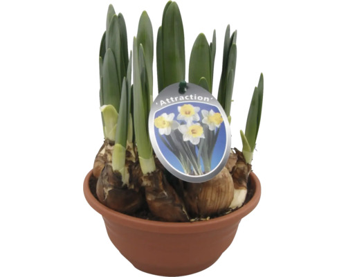 Narcisses de la variété Attraction dans un pot