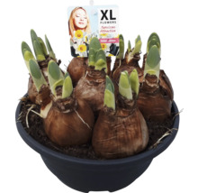 Bulbes de jonquilles dans un pot avec de jeunes pousses