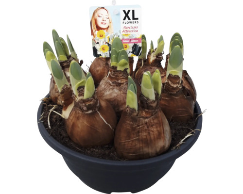 Bulbes de jonquilles dans un pot avec de jeunes pousses