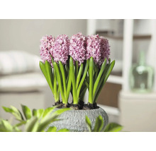 Jacinthes dans un pot