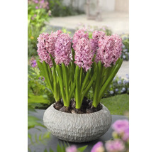 Jacinthes dans un pot rond