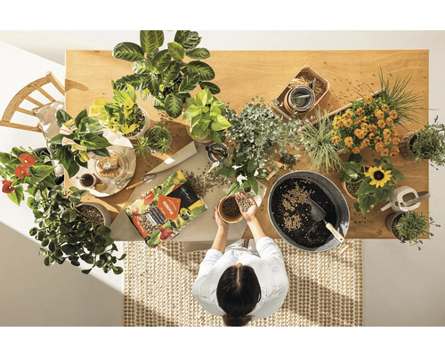 Draufsicht auf einen Holztisch mit Zimmerpflanzen, Blumenerde und einer Frau, die Blumenerde in den Händen hält