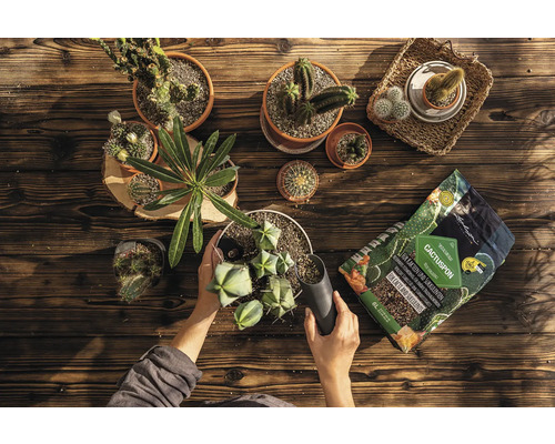 Une personne plante des cactus avec du terreau pour cactus sur une table en bois