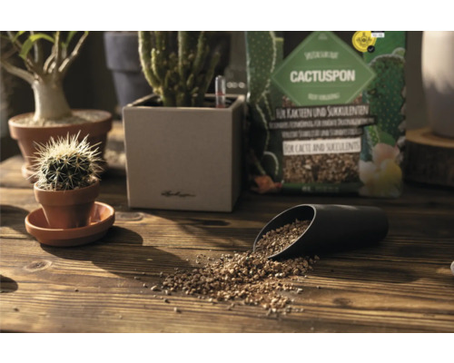 Scène avec cactus, plantes succulentes et un paquet de terreau pour cactus sur une table en bois.
