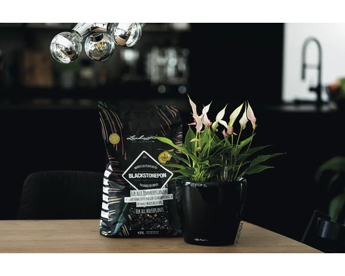Substrat de plantation Lechuza Blackstonepon à côté d''un anthurium dans un pot