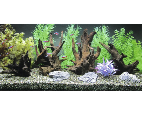 Aquarium mit Dekorationen, Wurzelholz, Steinen, Wasserpflanzen und Fischen