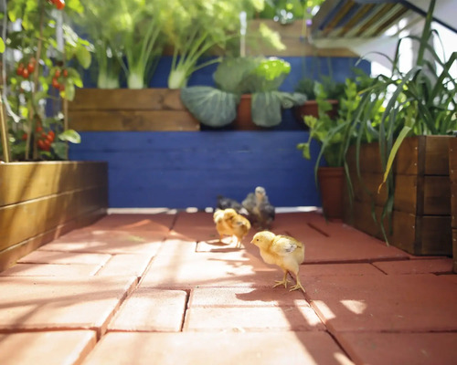 Gartenanlage mit Hochbeeten und Ziegelboden sowie Küken