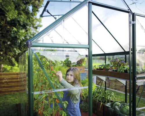 Gewächshaus mit geöffnetem Fenster und einem Mädchen, das Tomaten pflückt.