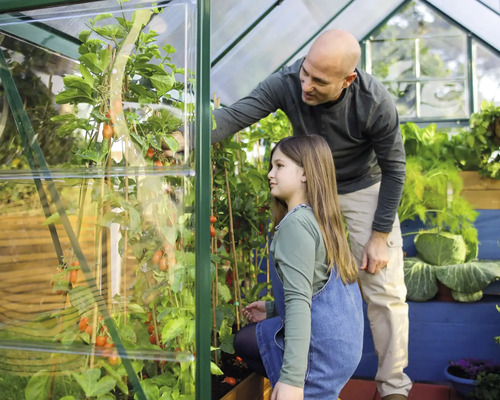 Vater und Tochter im Gewächshaus mit Tomatenpflanzen.