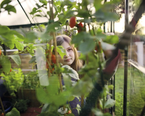 Mädchen im Gewächshaus zwischen Tomatenpflanzen