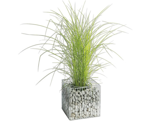 Graminée ornementale dans une jardinière en gabion