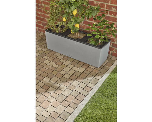 Jardinière grise avec citronnier, autres plantes et système d''irrigation sur sol pavé devant un mur de briques.
