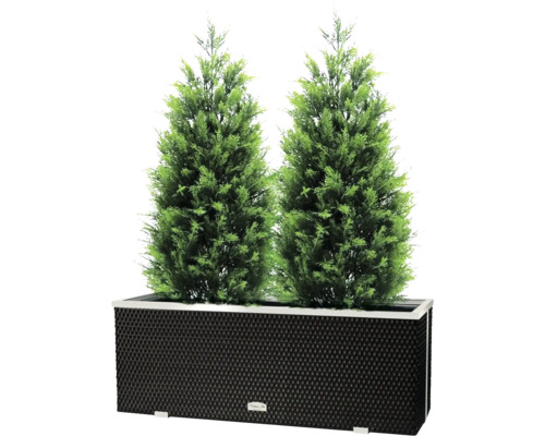 Zwei grüne Zypressen in einem rechteckigen Pflanzgefäß für den Außenbereich.