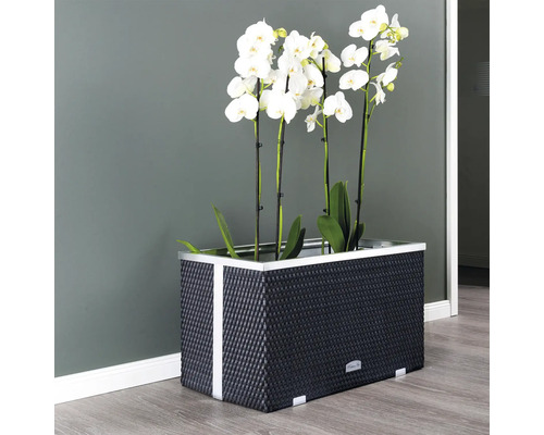 Dekorative Orchideen in einem geflochtenen Pflanzgefäß